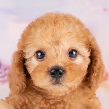 トイプードル(トイ)【岐阜県・女の子・2025年7月27日・レッド】の写真「10/11㈯ワンちゃん大集合見学会開催🎉」