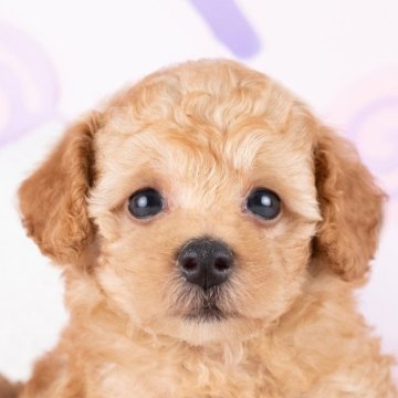 トイプードル(トイ)【岐阜県・男の子・2025年9月17日・アプリコット】の写真「11/23㈰ワンちゃん大集合見学会開催🎉」