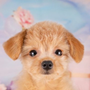 ポメプー(ポメラニアン×トイプードル)【岐阜県・男の子・2025年4月20日・オレンジ】の写真「10/11㈯ワンちゃん大集合見学会開催🎉」