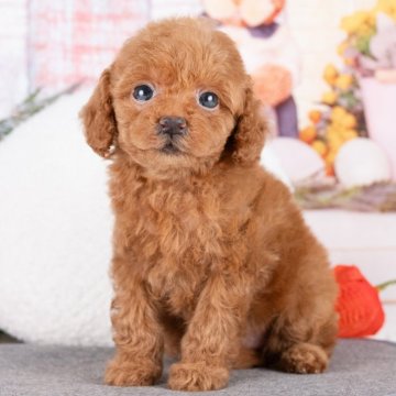 トイプードル(タイニー)【岐阜県・女の子・2025年9月5日・レッド】の写真「10/26㈰ワンちゃん大集合見学会開催🎉」