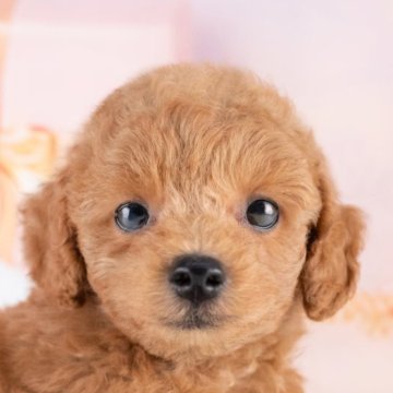 トイプードル(トイ)【岐阜県・男の子・2025年8月3日・レッド】の写真「9/28㈰ワンちゃん大集合見学会開催🎉」