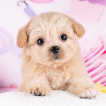 マルプー(トイプードル×マルチーズ)【岐阜県・男の子・2025年9月21日・アプリコット】の写真「12/13㈯・28㈰ワンちゃん大集合見学会開催🎉」