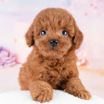 トイプードル(トイ)【岐阜県・女の子・2025年8月7日・レッド】の写真「10/11(土)ワンちゃん大集合見学会開催🎉」