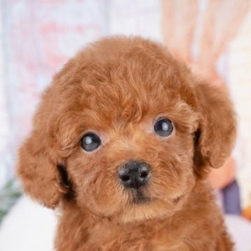 トイプードル(トイ)【岐阜県・男の子・2025年7月27日・レッド】の写真「10/11㈯ワンちゃん大集合見学会開催🎉」