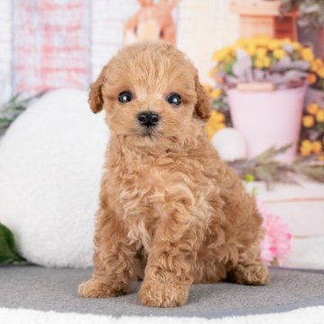 トイプードル(トイ)【岐阜県・女の子・2025年8月16日・アプリコット】の写真「10/11㈯ワンちゃん大集合見学会開催🎉」