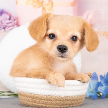 チワックス(チワワ×ダックスフンド)【岐阜県・男の子・2025年7月16日・アプリコット】の写真「9/28㈰ワンちゃん大集合見学会開催🎉」