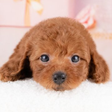 トイプードル(トイ)【岐阜県・男の子・2025年7月27日・レッド】の写真「10/11㈯ワンちゃん大集合見学会開催🎉」