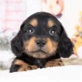 ミニチュアダックスフンド(ロング)【岐阜県・男の子・2025年8月26日・ブラック&タン】の写真1「マイクロチップ・接種済みワクチン・健康診断込みの総額です🐶💉」