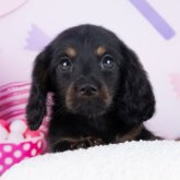 ミニチュアダックスフンド(ロング)