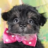 ポメプー(ポメラニアン×トイプードル)【岐阜県・女の子・2024年11月13日・ブラックタン】の写真1「マイクロチップ・接種済みワクチン・健康診断込みの総額です🐶💉」