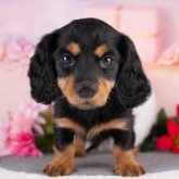 カニンヘンダックスフンド(ロング)