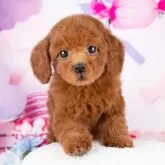 トイプードル(トイ)