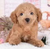 トイプードル(トイ)