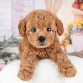 トイプードル(トイ)