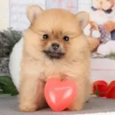 ポメラニアン