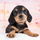 ミニチュアダックスフンド(ロング)