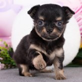 チワワ(ロング)