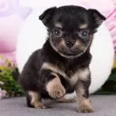 チワワ(ロング)