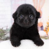 ポメプー(ポメラニアン×トイプードル)