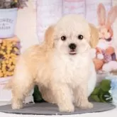 トイプードル(トイ)