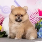 ポメラニアン