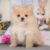 ポメラニアン