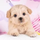 マルプー(トイプードル×マルチーズ)【岐阜県・男の子・2025年9月21日・アプリコット】の写真1「マイクロチップ・接種済みワクチン・健康診断込みの総額です🐶💉」