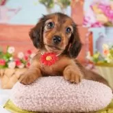 カニンヘンダックスフンド(ロング)【岐阜県・男の子・2024年9月20日・シェーデッドレッド】の写真1「当日見学のお申し込みも承っております🐶」