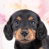 ミニチュアダックスフンド(ロング)