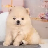 ポメラニアン