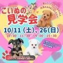 ミニチュアダックスフンド(ロング)【岐阜県・女の子・2025年8月10日・ブラック&タン】の写真2「見学会開催決定🎉 気になるワンちゃんたちを一度に見られるチャンスはここだけ🐶」