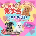 トイプードル(トイ)【岐阜県・男の子・2025年6月20日・レッド】の写真2「見学会開催決定🎉 気になるワンちゃんたちを一度に見られるチャンスはここだけ🐶」