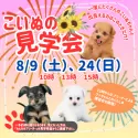 マルプー(マルチーズ×トイプードル)【岐阜県・女の子・2025年5月24日・クリーム】の写真2「見学会開催決定🎉気になるワンちゃんたちを一度に見られるチャンスはここだけ🐶」