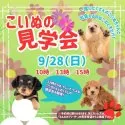 チワプー(チワワ×トイプードル)【岐阜県・男の子・2025年5月21日・アプリコット】の写真2「見学会開催決定🎉 気になるワンちゃんたちを一度に見られるチャンスはここだけ🐶」