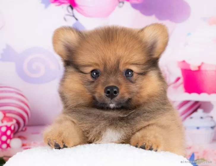 ポメラニアン【岐阜県・男の子・2025年6月29日・オレンジセーブル】11