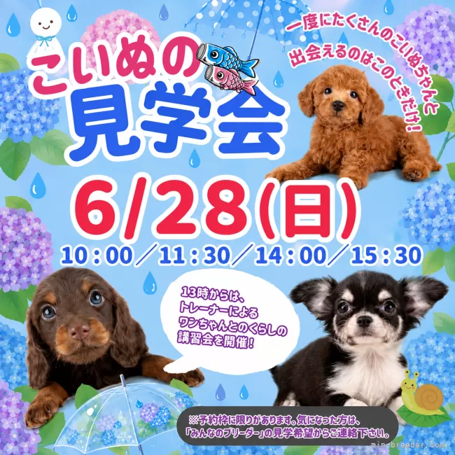ポメラニアン【岐阜県・女の子・2026年5月16日・クリーム系/オレンジ系