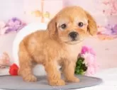 トイプードル(トイ)【岐阜県・女の子・2025年8月11日・アプリコット】の写真3「お子様、おじいちゃん、おばあちゃん👨‍👩‍👧‍👧皆様でワンちゃんに会いに来ませんか？💖」