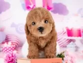 トイプードル(トイ)【岐阜県・女の子・2025年8月3日・レッド】の写真3「遠方の方やお忙しい方もオンラインでワンちゃんに会えます📱お気軽にお問い合わせください🌟」