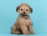 ポメプー(ポメラニアン×トイプードル)【岐阜県・男の子・2025年4月30日・オレンジセーブル】の写真5「生後50日」