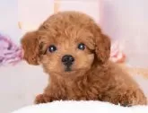 トイプードル(トイ)【岐阜県・男の子・2025年7月2日・レッド】の写真7「お子様、おじいちゃん、おばあちゃん👨‍👩‍👧‍👧皆様でワンちゃんに会いに来ませんか？💖」