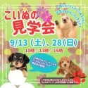 トイプードル(トイ)【岐阜県・男の子・2025年7月19日・レッド】の写真2「気になるワンちゃんたちを一度に見られるチャンスはここだけ🐶」