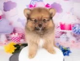 ポメラニアン【岐阜県・男の子・2025年6月29日・オレンジセーブル】の写真6「お子様、おじいちゃん、おばあちゃん👨‍👩‍👧‍👧皆様でワンちゃんに会いに来ませんか？💖」