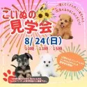 トイプードル(トイ)【岐阜県・女の子・2025年4月27日・レッド】の写真2「見学会開催決定🎉気になるワンちゃんたちを一度に見られるチャンスはここだけ🐶」
