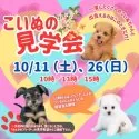 トイプードル(トイ)【岐阜県・男の子・2025年7月19日・レッド】の写真3「気になるワンちゃんたちを一度に見られるチャンスはここだけ🐶」