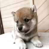豆柴