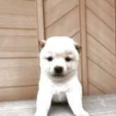 豆柴
