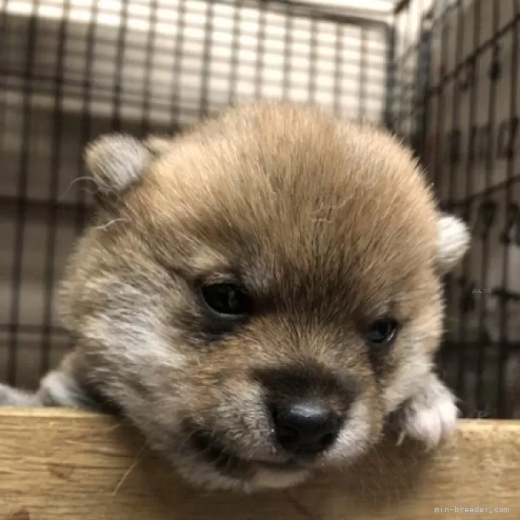 ID:2401-03182の子犬