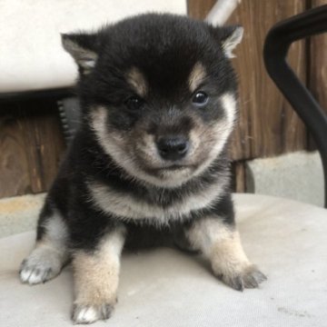 柴犬(豆柴)【大分県・男の子・2022年12月11日・黒】の写真「とてもタヌキ顔のイケメン君です」