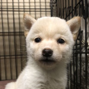 柴犬(豆柴)【大分県・女の子・2023年12月9日・白】の写真「真っ白の可愛い😍女の子」