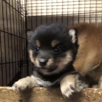 柴犬(豆柴)【大分県・女の子・2023年12月2日・黒】の写真「とても柄の良い現在530gの可愛い女の子👧」